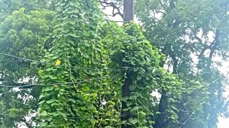 वृक्ष की तरह दिखने लगे बिजली खंभे, सालभर से बिजली बंद की समस्या से जूझ रहे शहरवासी वृक्ष की तरह दिखने लगे बिजली खंभे, सालभर से बिजली बंद की समस्या से जूझ रहे शहरवासी