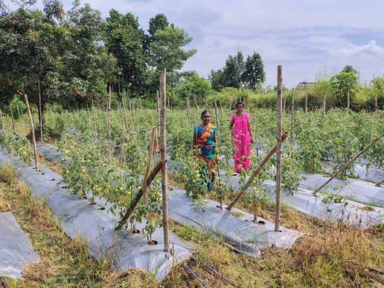 टमाटर, मिर्च लगाकर ग्राम झोडियाबाड़म की दीदियां बदल रही है अपनी जिंदगी की तस्वीर