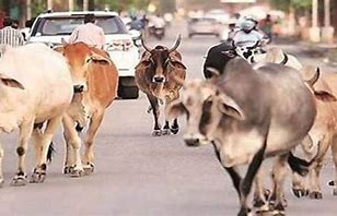 मवेशियों के खून से सनी सड़क, एक-दो नहीं बल्कि 18 गोवंशों की मौत, ग्रामीणों में भारी आक्रोश मवेशियों के खून से सनी सड़क, एक-दो नहीं बल्कि 18 गोवंशों की मौत, ग्रामीणों में भारी आक्रोश