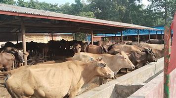 गौ-संरक्षण को लेकर गोंगपा अल्पसंख्यक प्रकोष्ठ जिलाध्यक्ष ने मुख्यमंत्री से करी मांग
