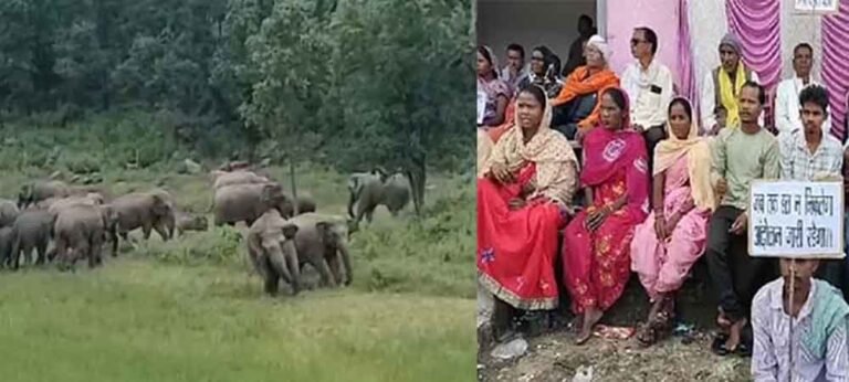 छत्तीसगढ़-कोरबा में हाथियों की दहशत, ग्रामीणों ने चिंघाड़ से डरकर खोला मोर्चा छत्तीसगढ़-कोरबा में हाथियों की दहशत, ग्रामीणों ने चिंघाड़ से डरकर खोला मोर्चा