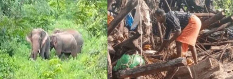 छत्तीसगढ़-कोरबा में घर में सो रही महिला पर हाथियों ने किया हमला, चार लोगों की अब तक मौत