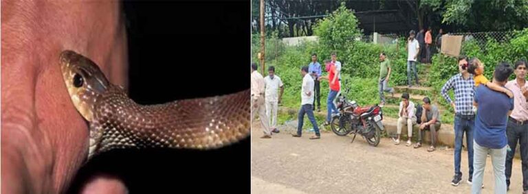 छत्तीसगढ़-जगदलपुर में घर में सो रही युवती को सांप ने डसा, अस्पताल में इलाज के दौरान मौत