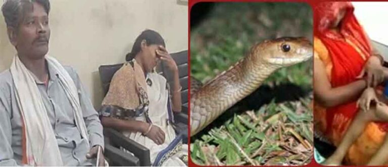 छत्तीसगढ़-कोरबा में सांप के काटने से बच्चे की मौत, फॉर्म हाउस में सांप के ऊपर रख गया था पैर