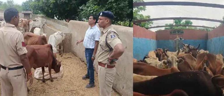 छत्तीसगढ़-राजनंदगांव में ट्रक में ठूंसकर ले जा रहे 35 गोवंश को छुड़ाया, कार-मोबाइल के साथ 5 आरोपी गिरफ्तार