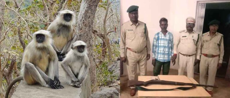 छत्तीसगढ़-रायपुर के वन विभाग ने मुख्य आरोपी को पकड़ा, हनुमान लंगूरों का करता था अवैध शिकार