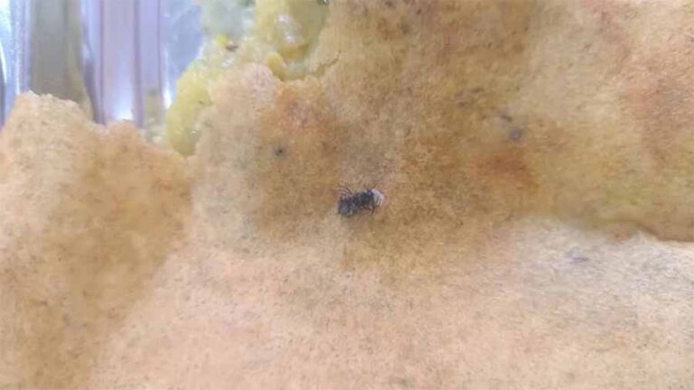 मैग्नेटो माल के सामने संचालित ऐश्वर्यम फूड कार्नर के डोसा में मिला कीड़ा मैग्नेटो माल के सामने संचालित ऐश्वर्यम फूड कार्नर के डोसा में मिला कीड़ा