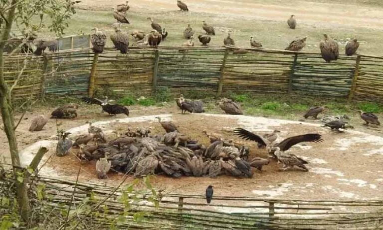 बस्तर संभाग में स्थित इंद्रावती टाइगर रिजर्व गिद्धों के लिए एक महत्वपूर्ण आश्रय