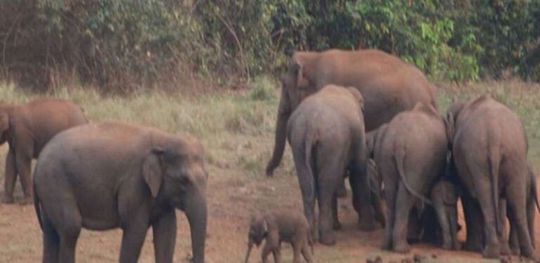 हाथियों के दल में शामिल हुए दो नन्हे मेहमान, कुनबे के साथ बढ़ता नुकसान;पांच दिन रौंदी में धान की फसलें