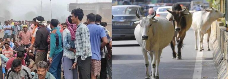 मवेशियों की समस्या से भड़के किसानो ने सड़क पर दिया धरना