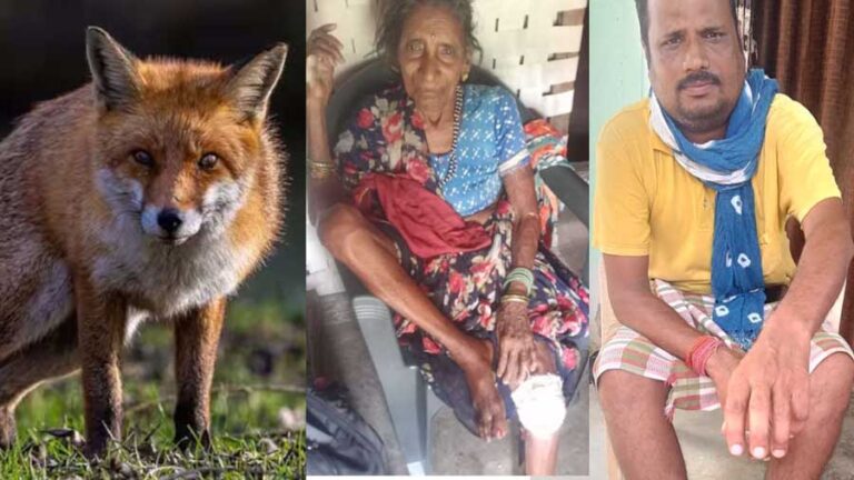 खुड़िया वन क्षेत्र के जंगल से लगे गांव में लोमड़ी का आतंक, 8 से अधिक लोगों को किया घायल खुड़िया वन क्षेत्र के जंगल से लगे गांव में लोमड़ी का आतंक, 8 से अधिक लोगों को किया घायल