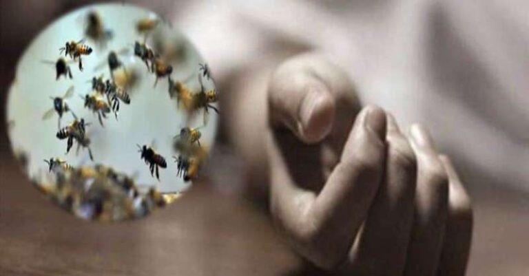 एक ही परिवार के चार लोगों की मधुमक्खियों के हमले से हुई मौत, गांव में शोक की लहर