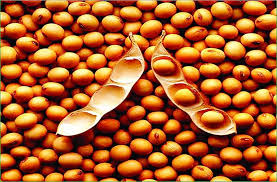 मप्र में सोयाबीन की खरीदी समर्थन मूल्य पर होगी