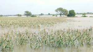 भारी बारिश के कारण फसलों को 20 फीसदी नुकसान
