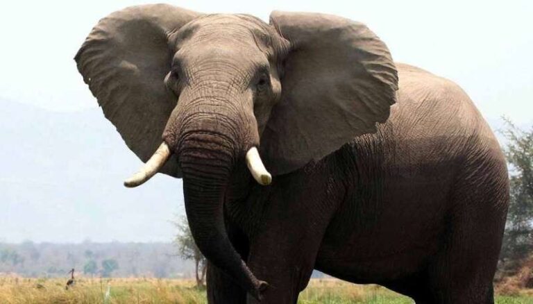  साउथ दिल्ली के इस मंदिर में असम से आएगा हाथी सालों बाद पूरी हुई प्रक्रिया 