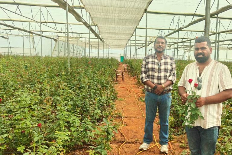 गुलाब की खेती से आत्मनिर्भरता की ओर क्षेत्र में फैल रहा गुलाब की खुशबू, व्यापारियों को मिल रहा ताजा फूल गुलाब की खेती से आत्मनिर्भरता की ओर क्षेत्र में फैल रहा गुलाब की खुशबू, व्यापारियों को मिल रहा ताजा फूल