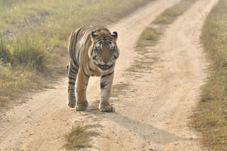 “बाघ चौपाल” के माध्यम से ग्रामीणों को किया जा रहा है जागरूक