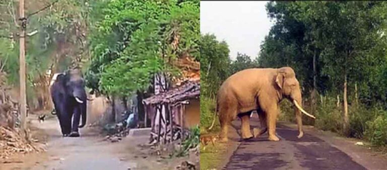 छत्तीसगढ़-रायगढ़ में हाथी के हमले में एक की मौत, डर के साये में गुजरी ग्रामीणों की रात छत्तीसगढ़-रायगढ़ में हाथी के हमले में एक की मौत, डर के साये में गुजरी ग्रामीणों की रात