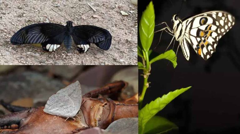 बारनवापारा अभ्यारण्य में 21 से 23 अक्टूबर को बटरफ्लाई मीट का होगा आयोजन बारनवापारा अभ्यारण्य में 21 से 23 अक्टूबर को बटरफ्लाई मीट का होगा आयोजन