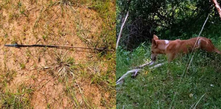 छत्तीसगढ़-गरियाबंद में हिरण का तीर से शिकार, अगले दिन पहुंचे रेंजर ने सामान्य मौत का दिया गैरजिम्मेदाराना बयान