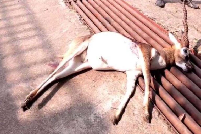 ब्लैक बक शिकार के मामले में संदिग्धों से पूछताछ जारी ब्लैक बक शिकार के मामले में संदिग्धों से पूछताछ जारी