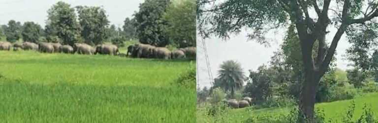 मरवाही पंहुचा लगभग 40 जंगली हाथियों का झुंड, ग्रामीणों में दहशत