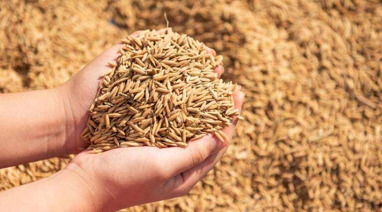 छत्तीसगढ़ : वित्तीय वर्ष 2023-24 से 16 लाख मीट्रिक टन ज्यादा होगी धान खरीदी