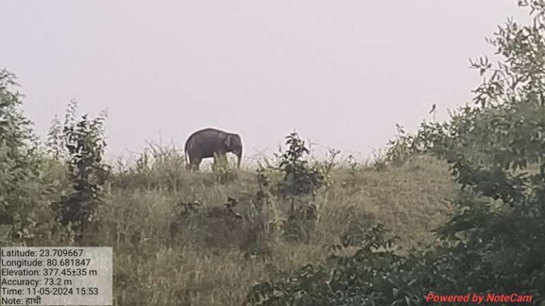 अवयस्क हाथी को कटनी से किया सफलतापूर्वक रेस्क्यू
