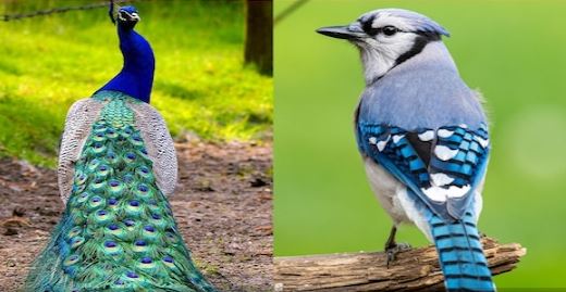 2 पक्षी की तस्वीर बदल देगी आपकी किस्मत! घर की इस दिशा में लगाएं, बनी रहेगी मां लक्ष्मी की कृपा 2 पक्षी की तस्वीर बदल देगी आपकी किस्मत! घर की इस दिशा में लगाएं, बनी रहेगी मां लक्ष्मी की कृपा