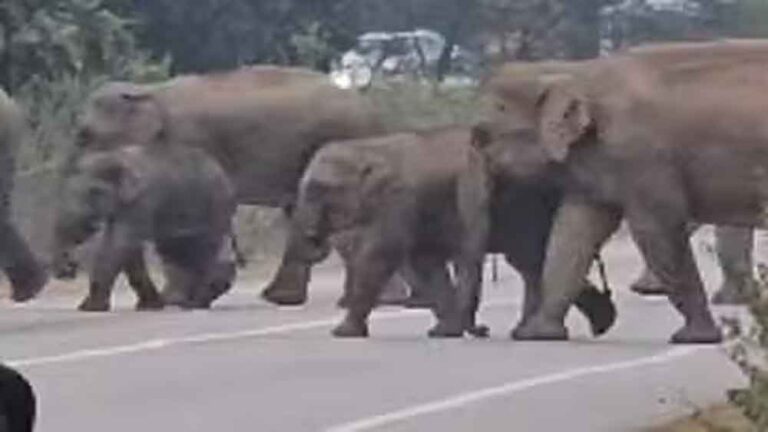 छत्तीसगढ़-कोरबा में सड़क पार करते दिखा हाथियों का झुंड, रोमांचित लोगों के कारण लगी वाहनों की लंबी कतार