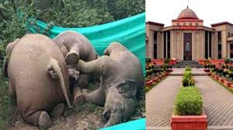 छत्तीसगढ़-रायगढ़ में हाथियों की मौत पर हाईकोर्ट सख्त, विद्युत एमडी से माँगा जवाब