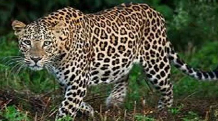 पटना-बिहटा के लोगों से सतर्क रहने की अपील, एयरफोर्स बाउंड्री के बाहर भागा तेंदुआ 