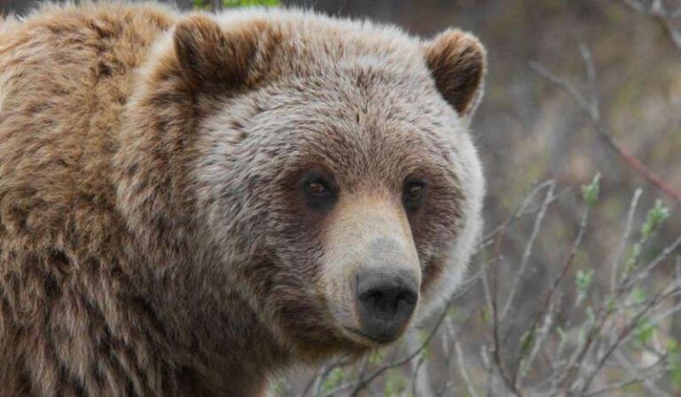 अधेड़ पर मादा भालू ने किया हमला, खून से लथपथ पहुंचा अस्पताल