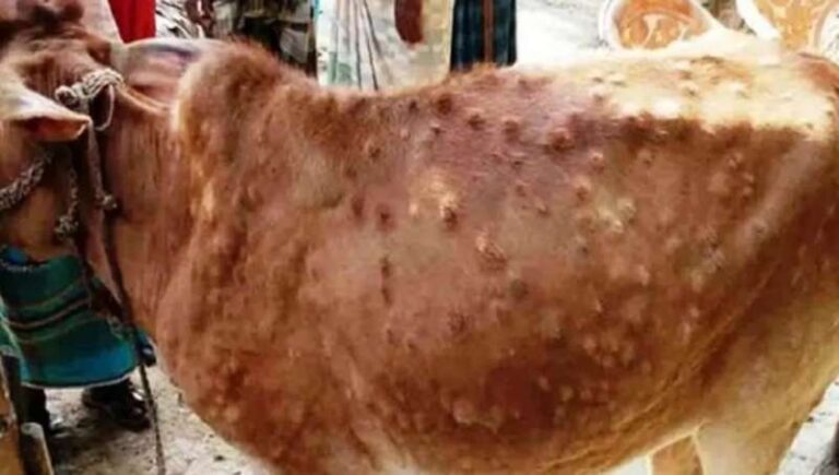 मध्य प्रदेश में तेजी से फैल रहा है लम्पी वायरस