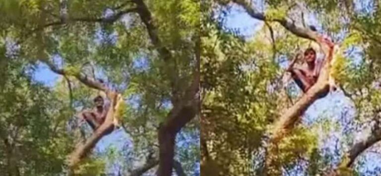 थाने में युवक का हाईवोल्टेज ड्रामा, 50 फीट ऊंचे पेड़ पर चढ़कर किया हंगामा