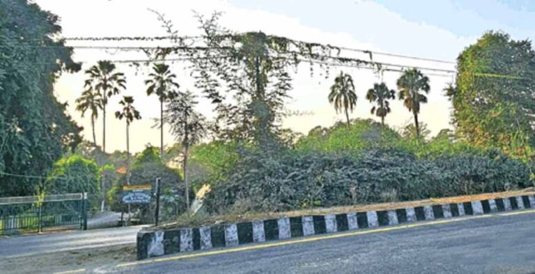 खंभे में आए दिन बिजली की तकनीकी खराबी, पेड़ बन गए बिजली के खंभे खंभे में आए दिन बिजली की तकनीकी खराबी, पेड़ बन गए बिजली के खंभे