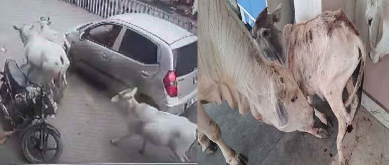 छत्तीसगढ़-रायगढ़ में कार चालक ने बछड़े को टक्कर मारकर घसीटा, गायों ने दौड़ाकर गाड़ी को रोका छत्तीसगढ़-रायगढ़ में कार चालक ने बछड़े को टक्कर मारकर घसीटा, गायों ने दौड़ाकर गाड़ी को रोका