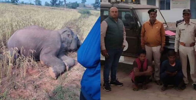 छत्तीसगढ़-रामानुजगंज वन परिक्षेत्र में करंट लगने से हुई थी हाथी की मौत, दो आरोपी गिरफ्तार और दो फरार छत्तीसगढ़-रामानुजगंज वन परिक्षेत्र में करंट लगने से हुई थी हाथी की मौत, दो आरोपी गिरफ्तार और दो फरार