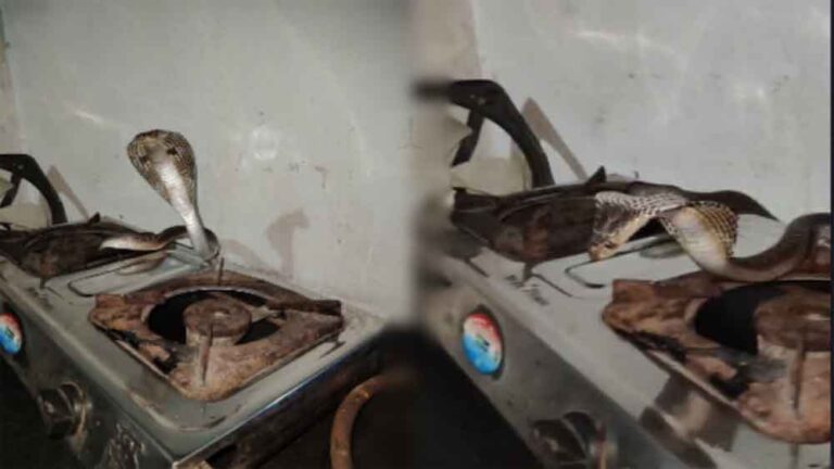छत्तीसगढ़-कोबरा में किचन में फन फैलाए बैठा था 5 फीट लंबा किंग कोबरा, चाय बनाने पहुंची महिला के उड़े होश छत्तीसगढ़-कोबरा में किचन में फन फैलाए बैठा था 5 फीट लंबा किंग कोबरा, चाय बनाने पहुंची महिला के उड़े होश