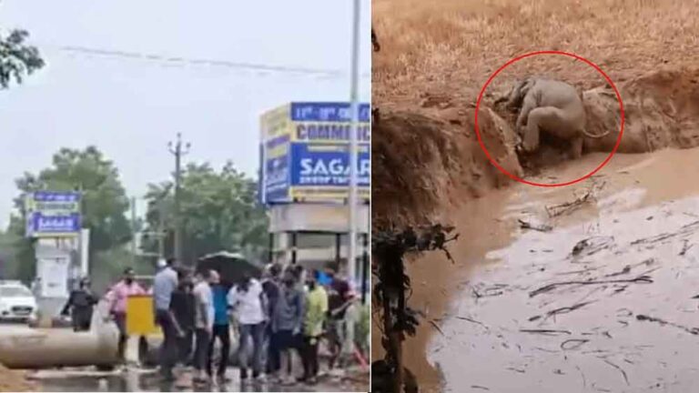 छत्तीसगढ़-रायगढ़ में गड्ढे में घंटों फंसा रहा हाथी का बच्चा, ग्रामीणों ने बचाई जान