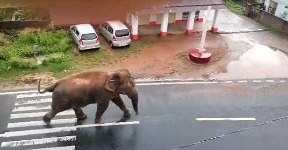 राहे में हाथियों के झुंड ने जमकर मचाया उत्पात राहे में हाथियों के झुंड ने जमकर मचाया उत्पात