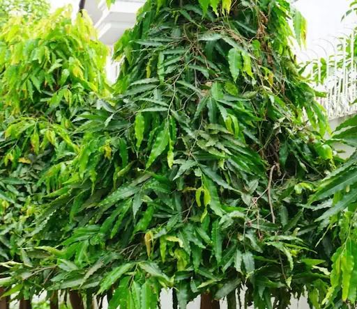 क्लेश-तंगी को खत्म कर देगा बरकत वाला ये पेड़…घर में होने लगेगी पैसों की बारिश, रोगों से भी मिलेगा छुटकारा! क्लेश-तंगी को खत्म कर देगा बरकत वाला ये पेड़…घर में होने लगेगी पैसों की बारिश, रोगों से भी मिलेगा छुटकारा!