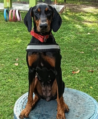 पालतू श्वानों व बिल्लियों का पंजीयन अनिवार्य रूप से सुनिचित कराएं पालतू श्वानों व बिल्लियों का पंजीयन अनिवार्य रूप से सुनिचित कराएं