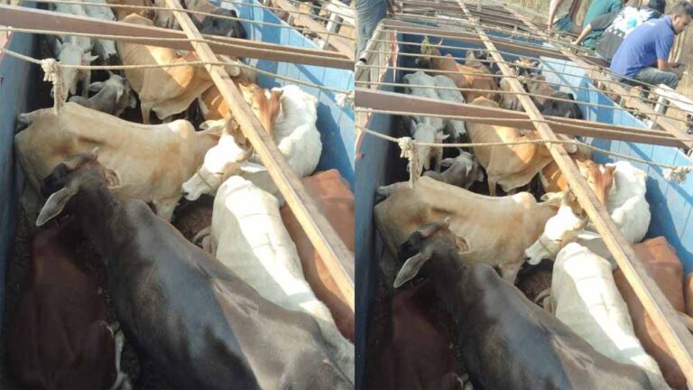 पुलिस ने कत्लखाने ले जा रहे 32 मवेशियों से भरे ट्रक पकड़ा, आरोपी फरार