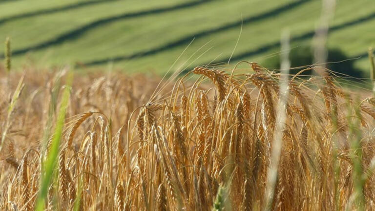 31 मार्च तक छूटे हुए सभी किसानों का अनिवार्य रूप से पंजीयन कराने दिए निर्देश