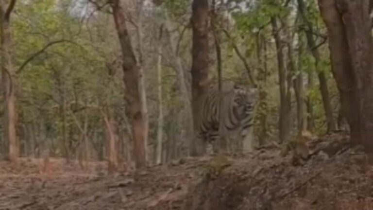 कुदरगढ़ क्षेत्र में आज सुबह-सुबह एक बाघ घूमता हुआ दिखाई दिया, राहगिरों ने बनाया