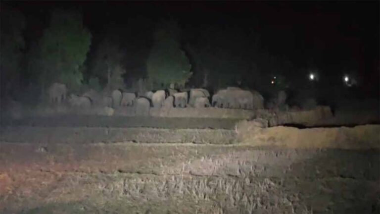 धर्मजयगढ़ वन मंडल में हाथियों का बड़ा दल कर रहा विचरण