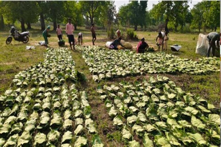 रायपुर : राज्य में तेन्दूपत्ता संग्रहण का कार्य शुरू