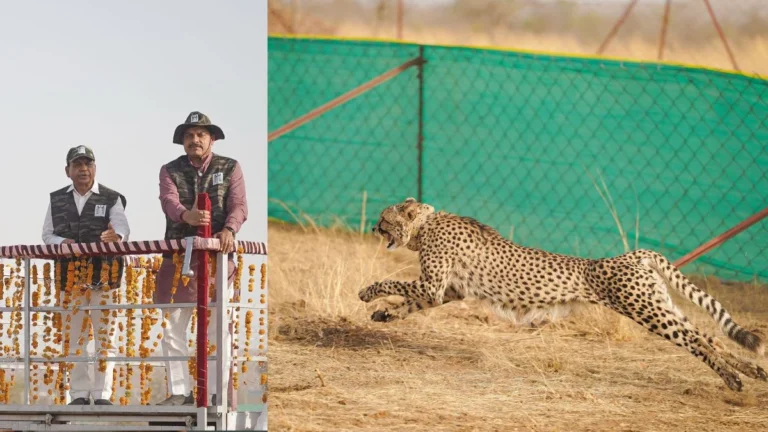 MP News: सीएम यादव ने कूनो के बाद मालवा क्षेत्र के मंदसौर में गाँधी सागर अभयारण्य की भूमि पर प्रभास और पावक चीतों को बाड़े में छोड़ा…