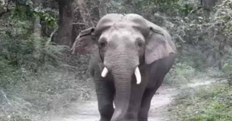 रायगढ़ जिले में हाथी का कहर, बुजुर्ग पर हमला, हुई मौत